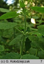 Stachys sylvatica (czyściec leśny)