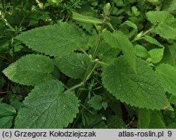 Stachys sylvatica (czyściec leśny)