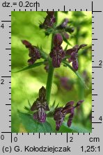 Stachys sylvatica (czyściec leśny)