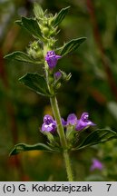 Clinopodium acinos (czyścica drobnokwiatowa)