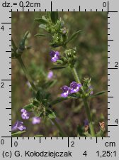 Clinopodium acinos (czyścica drobnokwiatowa)