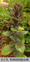 Ajuga pyramidalis (dąbrówka piramidalna)