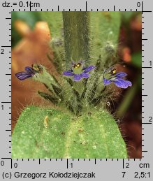 Ajuga pyramidalis (dąbrówka piramidalna)