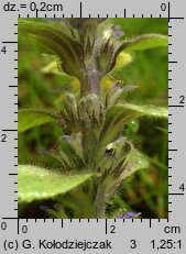 Ajuga pyramidalis (dąbrówka piramidalna)