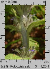 Ajuga pyramidalis (dąbrówka piramidalna)