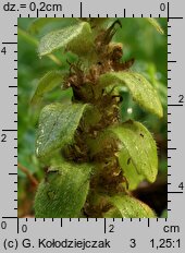 Ajuga pyramidalis (dąbrówka piramidalna)