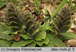 Ajuga pyramidalis (dąbrówka piramidalna)