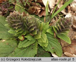 Ajuga pyramidalis (dąbrówka piramidalna)