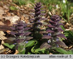 Ajuga pyramidalis (dąbrówka piramidalna)