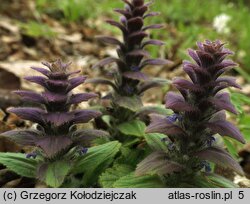 Ajuga pyramidalis (dąbrówka piramidalna)