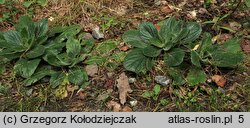 Ajuga pyramidalis (dąbrówka piramidalna)