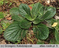 Ajuga pyramidalis (dąbrówka piramidalna)