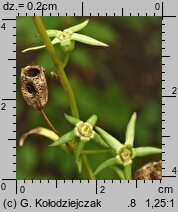 Campanula persicifolia (dzwonek brzoskwiniolistny)
