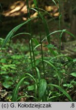 Campanula persicifolia (dzwonek brzoskwiniolistny)
