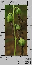 Campanula rapunculoides (dzwonek jednostronny)