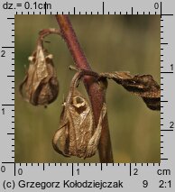 Campanula rapunculoides (dzwonek jednostronny)