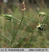 Campanula rotundifolia (dzwonek okrągłolistny)