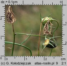 Campanula rotundifolia (dzwonek okrągłolistny)