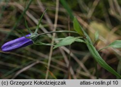 Campanula rotundifolia (dzwonek okrągłolistny)