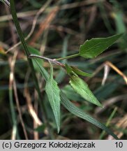 Campanula rotundifolia (dzwonek okrągłolistny)