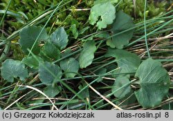 Campanula rotundifolia (dzwonek okrągłolistny)