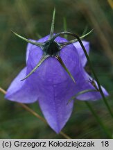 Campanula rotundifolia (dzwonek okrągłolistny)