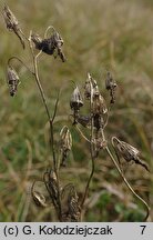 Campanula rotundifolia (dzwonek okrągłolistny)