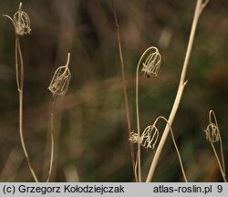 Campanula rotundifolia (dzwonek okrągłolistny)