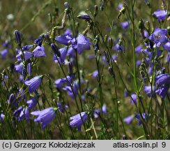 Campanula rotundifolia (dzwonek okrągłolistny)