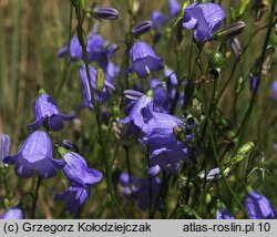 Campanula rotundifolia (dzwonek okrągłolistny)