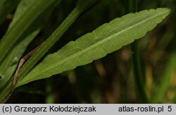 Campanula patula (dzwonek rozpierzchły)