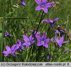 Campanula patula (dzwonek rozpierzchły)