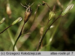 Campanula patula (dzwonek rozpierzchły)