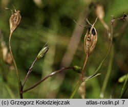 Campanula patula (dzwonek rozpierzchły)