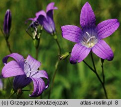 Campanula patula (dzwonek rozpierzchły)