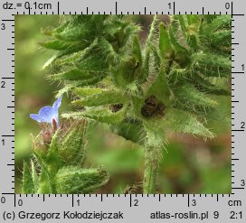 Anchusa arvensis (farbownik polny)