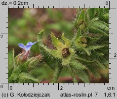 Anchusa arvensis (farbownik polny)