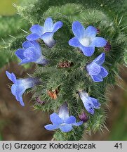 Anchusa arvensis (farbownik polny)