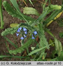 Anchusa arvensis (farbownik polny)