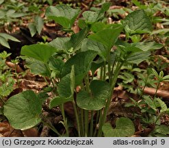 Viola mirabilis (fiołek przedziwny)