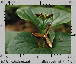 Viola mirabilis (fiołek przedziwny)