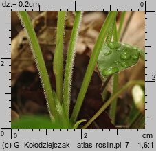 Viola mirabilis (fiołek przedziwny)