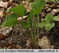 Viola mirabilis (fiołek przedziwny)