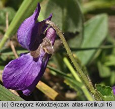 Viola odorata (fiołek wonny)