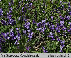 Viola odorata (fiołek wonny)