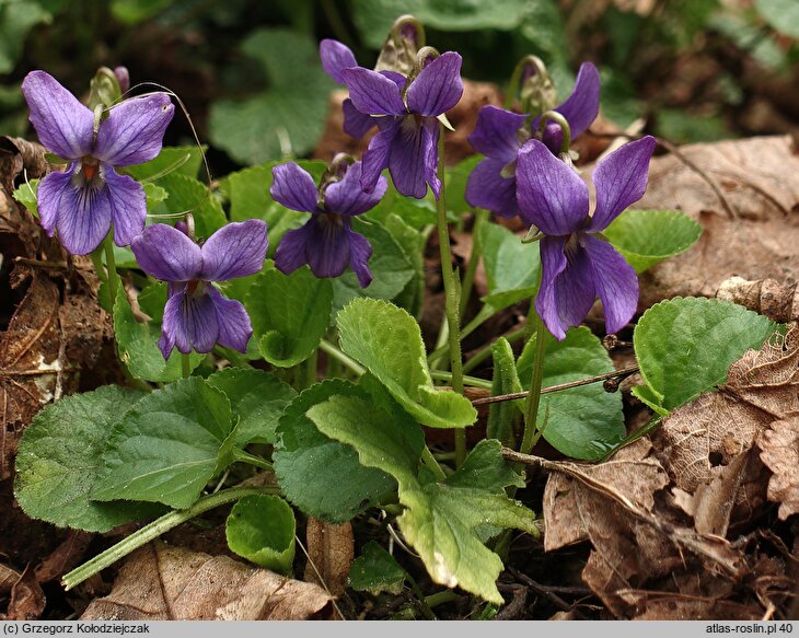 Viola odorata (fiołek wonny)