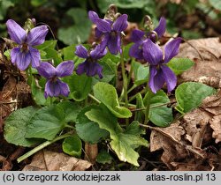 Viola odorata (fiołek wonny)