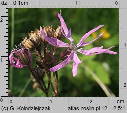 Lychnis flos-cuculi (firletka poszarpana)