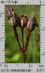 Lychnis flos-cuculi (firletka poszarpana)