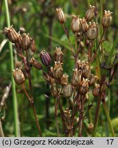 Lychnis flos-cuculi (firletka poszarpana)